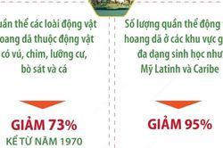 Ngày Động vật hoang dã thế giới 3/3: Những con số báo động
