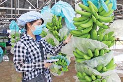 Xuất khẩu nông, lâm, thủy sản năm 2025 được kỳ vọng đạt 70 tỷ USD
