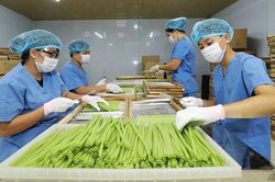 Huyện Đông Anh:Tập trung phát triển chuỗi nông sản an toàn