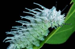 Cận cảnh loài côn trùng khổng lồ, nổi tiếng thế giới của Việt Nam
