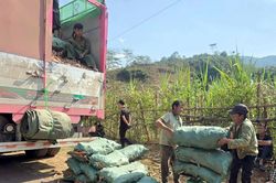 Người trồng sắn lỗ nặng vì sụt giá