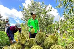 Phát triển bền vững ngành hàng tỷ đô