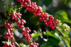 Giá cà phê hôm nay 5/3/2025: tiếp tục tăng, Robusta thêm 300 USD/tấn từ đầu tuần