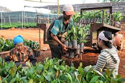 Tạo vị thế xuất khẩu cho sản phẩm từ cây công nghiệp