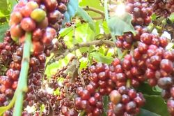Giá cà-phê tăng mạnh, có thể lập đỉnh 135.000 đồng/kg