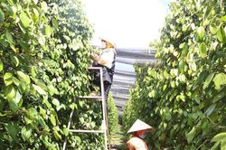 Giá tiêu hôm nay 5/3: Tăng tới 70% trong 1 năm