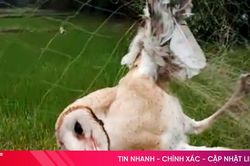 Giăng lưới ven sông 'đón lõng' chim trời