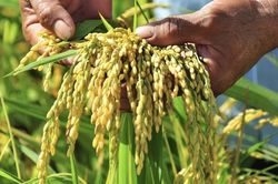 Thủ tướng yêu cầu lành mạnh hóa thị trường lúa gạo