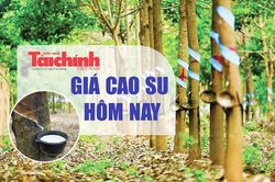 Ngày 5/3: Giá cao su thế giới chịu áp lực trước thuế quan của Mỹ