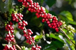 Thêm 3.000 đồng/kg, cà phê vẫn còn đà tăng trong dài hạn