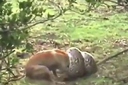 CLIP: Bị trăn đá châu Phi 'khủng' siết chặt, chó nhà có màn phản đòn cực gắt ở phút chót và cái kết bất ngờ