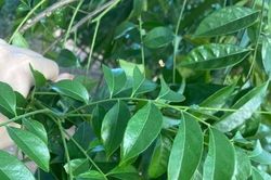Loại lá thơm phức làm gia vị là 'kho' dinh dưỡng cho sức khỏe