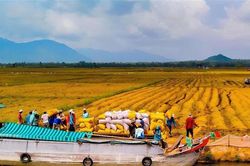 Đồng bằng sông Cửu Long xuất siêu 1,5 tỷ USD trong 2 tháng đầu năm 2025