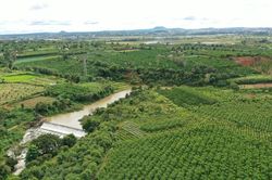 Giá tiêu hôm nay 8/3/2025: Giá tiêu xuất khẩu tăng mạnh