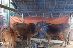 Thời tiết đêm 8/3: Khu vực Bắc Bộ trời rét, vùng núi có nơi rét đậm