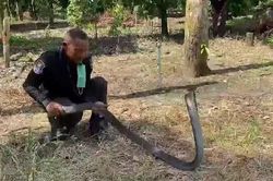 CLIP: Người đàn ông dùng tay không bắt rắn hổ mang chúa dài 4m và cái kết khiến người xem 'thót tim'