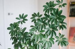 Những loại cây phong thủy phù hợp các mệnh của tuổi Sửu