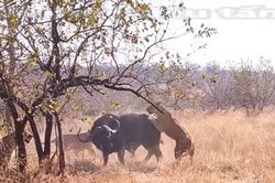 CLIP: Thấy đồng loại bị đàn sư tử tóm được, trâu rừng lao tới ứng cứu và cái kết khó tin