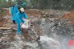 Khống chế được ổ dịch lở mồm long móng tại Thạch Thành