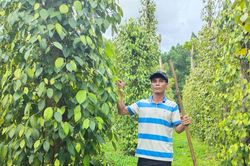 Giá tiêu hôm nay 10/3/2025: Tăng mạnh hàng loạt
