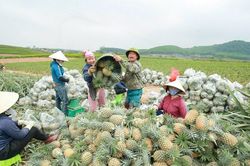 Bí quyết tránh 'được mùa mất giá' của người trồng dứa Nghệ An