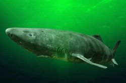 Giải mã bí mật trường thọ của cá mập Greenland
