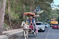 Đà Lạt dừng hoạt động xe ngựa vì nhiều lý do