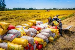 Loạt động thái nhằm 'dừng đà' giảm của giá xuất khẩu gạo