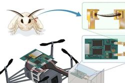 Thiết bị bay không người lái sử dụng râu côn trùng làm cảm biến mùi