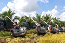 Gỡ khó cho gạo xuất khẩu