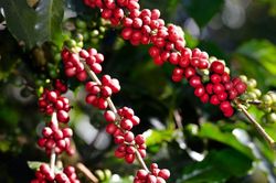Giá cà phê hôm nay 12/3/2025: Robusta tăng mạnh, thêm gần 200 USD/tấn từ đầu tuần