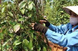 Giá tiêu hôm nay 12/3/2025: Giảm tại Tây Nguyên