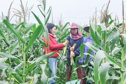 Liên kết trồng ngô ngọt, nông dân Nghệ An trúng lớn