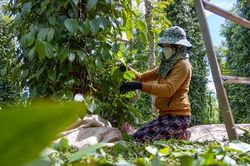 Giá tiêu hôm nay 13/3/2025: Tăng mạnh trở lại