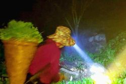 Đỏ đèn lên núi hái rau cải ngồng, nông dân rẻo cao Nghệ An kiếm tiền triệu mỗi ngày