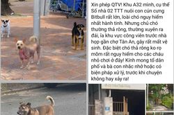 Bất an với chó thả rông