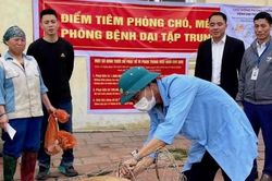 Huyện Sóc Sơn: nhiều xã ghi nhận bệnh dại chó mèo, làm gì để phòng chống?