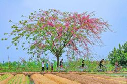 Nhớ hương vị quả ô môi quê nhà