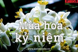 Podcast tản văn: Mùa hoa kỷ niệm