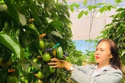 Gia Lai: Ứng dụng công nghệ cao trồng chanh dây trong nhà kính để xuất khẩu sang châu Âu