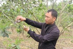 Hội viên nông dân năng động phát triển kinh tế