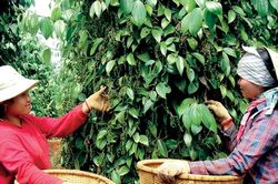 Giá tiêu hôm nay 19/3/2025: Nội địa tăng mạnh