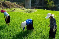 Nậm Hàng tích cực chăm sóc lúa đông xuân