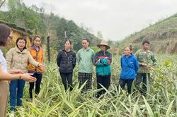 Cấp vật tư cho các hộ tham gia mô hình trồng thâm canh dứa trái vụ/rải vụ tại xã Bản Lầu (Mường Khương)