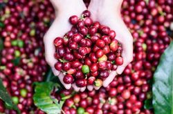 Giá cà phê hôm nay 19/3: Tiếp đà tăng, trong nước cao nhất 134.000 đồng/kg