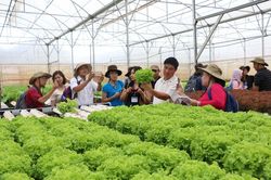 Kinh tế tập thể, HTX: một chặng đường vẻ vang