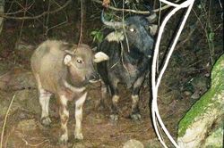 Thủ phạm trộm cắp trâu ở Thanh Hóa ra đầu thú