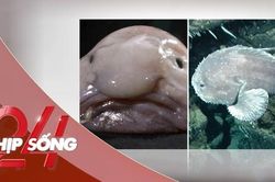 NHỊP SỐNG 24: Con vật 'xấu nhất thế giới' thắng giải năm gây xôn xao