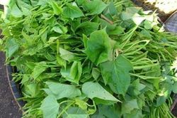 Loại rau được Nhật gọi là 'nhân sâm trường thọ', chợ Việt Nam bán chỉ vài nghìn đồng/bó