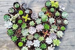 Trồng sen đá thấy lá bỗng ngả vàng và bắt đầu rụng, cần làm ngay việc sau